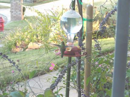 Female Rufous at feeder outside window