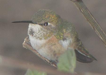 Cold Rufous hummingbird