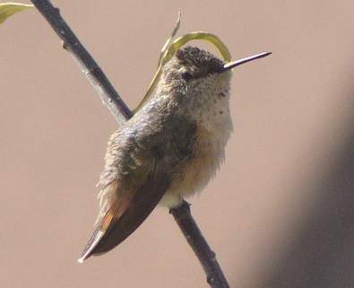 Immature Rufous Hummingbird, side view