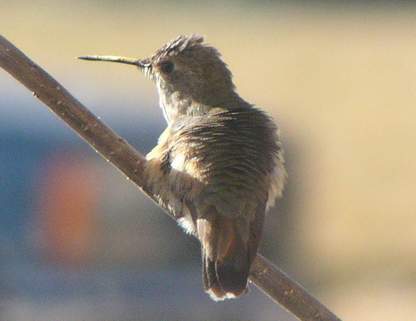 Immature Rufous Hummingbird, back view