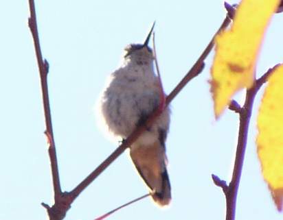 Immature Rufous Hummingbird, front view