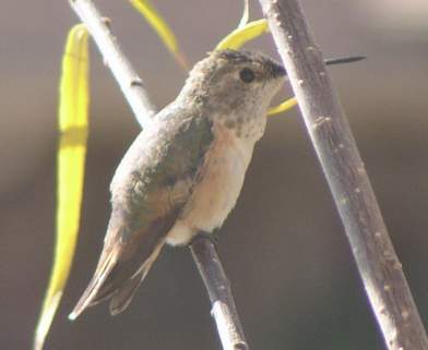 Immature Rufous Hummingbird, side view