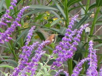 9/27/04, Male Rufous Hummingbird, side.