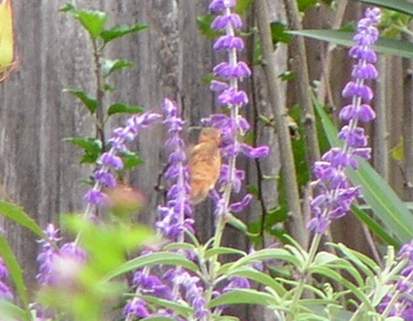 9/27/04, Male Rufous Hummingbird, back view.