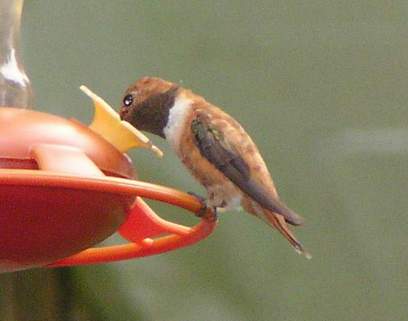 Male Rufous Hummingbird