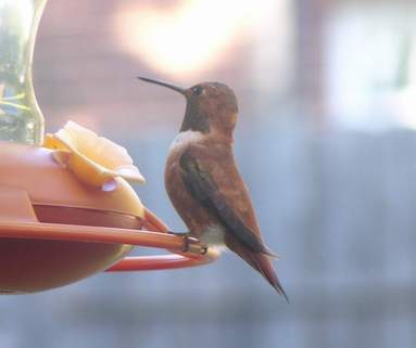 11/10/04, Male Rufous at feeder.