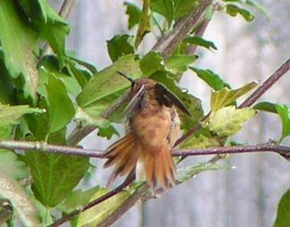 10/2/04 Male Rufous Hummingbird, spread tail