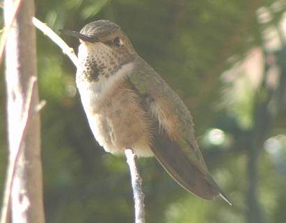 Rufous hummingbird, side view