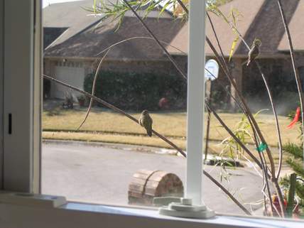 Both Rufous Hummers together