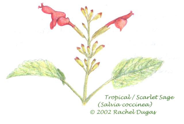 Drawing of Scarlet Sage