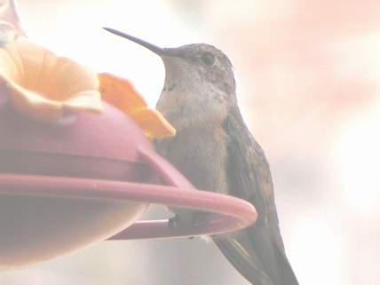 Spirit molting, not too noticable in this photo but certainly through binoculars. Top of shoulder now has new green feathers. Still no change to her throat.)