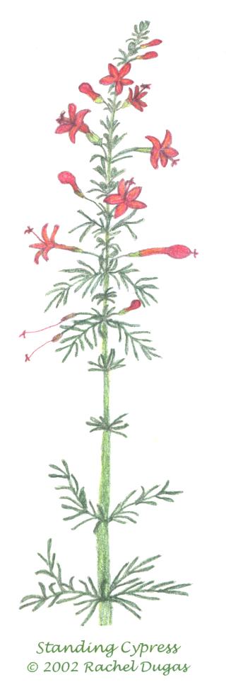 Drawing of Standing Cypress flower