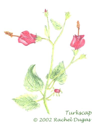 Drawing of Turkscap flower