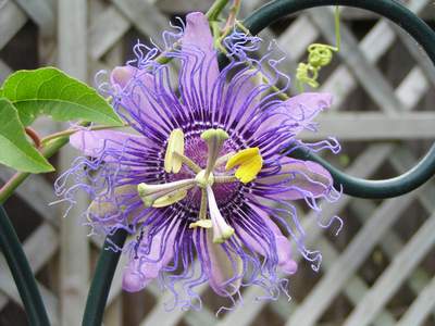 Passion flower (p. incense)