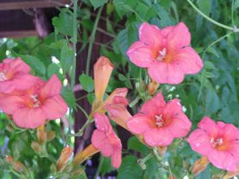 Trumpet Vine