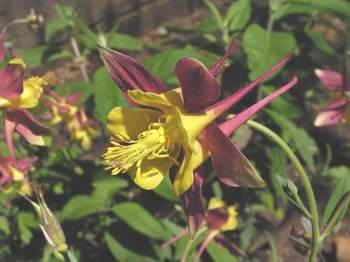 Columbine