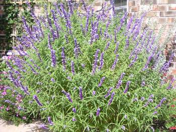 Mexican Bush Sage