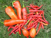 Banana & Cayenne Peppers and Roma Tomatoes