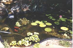 Pond plants, lillies & Goldfish