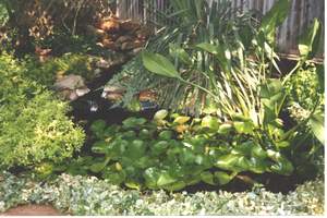 My garden Pond