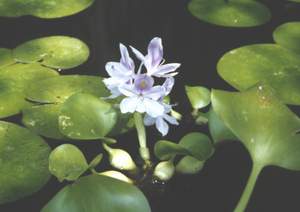 Water Hyacinth