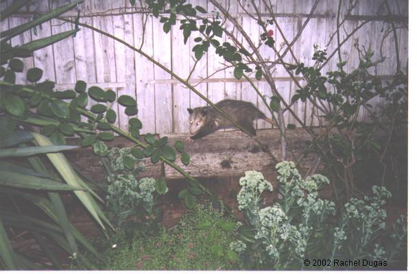 Possum visiting the garden at night