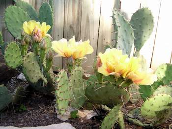 Prickly-Pear Cactus in flower