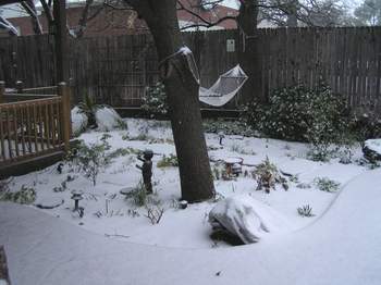 Under the oak tree in the snow.