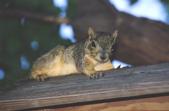 My friendly squirrel