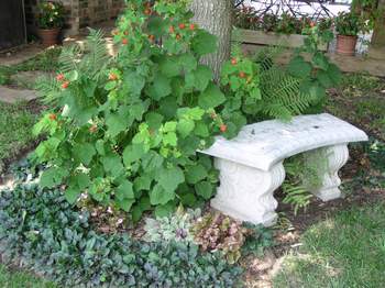 Stone bench and Turkscap flower.