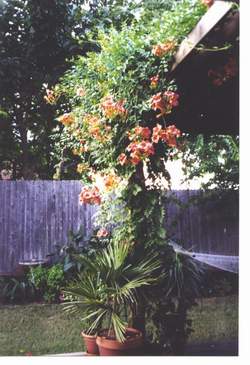 Trumpet vine