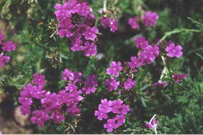 Verbena