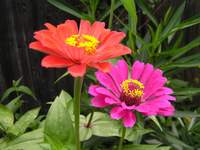 Zinnia