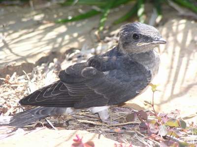 Fledgeling Martin