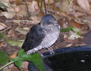 Fledgling martin at birdbath