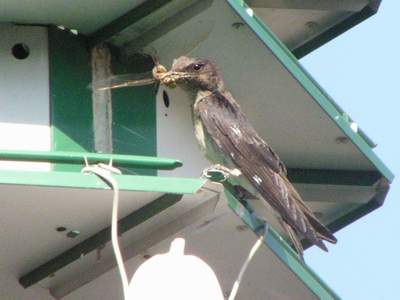 Adult female feeding young dragonfly