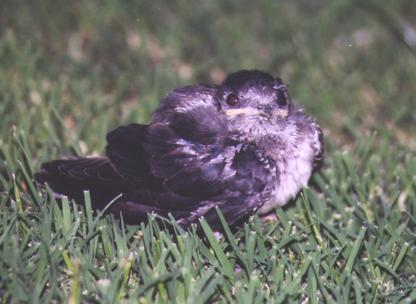 Fledgling