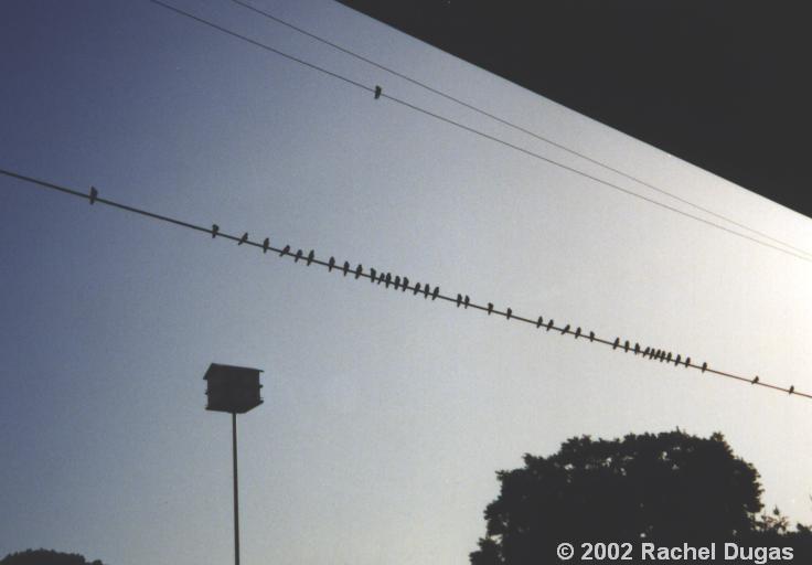 Martins lined up on wires